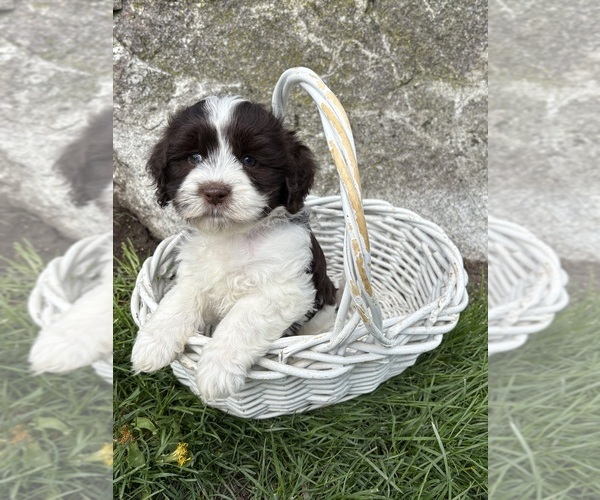 Medium Photo #2 Havanese Puppy For Sale in MIDDLEBURY, IN, USA