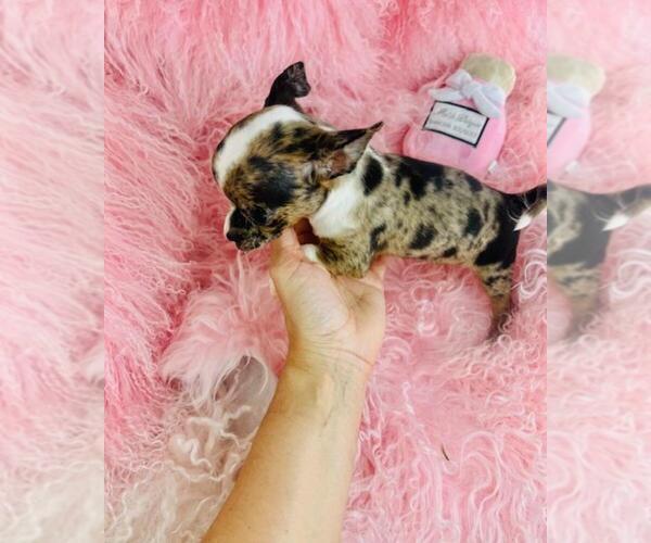 Medium Photo #3 Chihuahua Puppy For Sale in MIAMI, FL, USA
