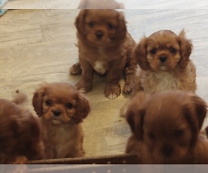 Cavalier King Charles Spaniel Puppy for sale in PORT ORCHARD, WA, USA