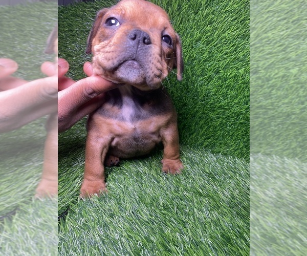 Medium Photo #2 American Pit Bull Terrier Puppy For Sale in ROGERS PARK, IL, USA
