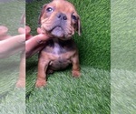 Small Photo #2 American Pit Bull Terrier Puppy For Sale in ROGERS PARK, IL, USA