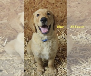 Golden Retriever Puppy for sale in WILLIAMSON, WV, USA