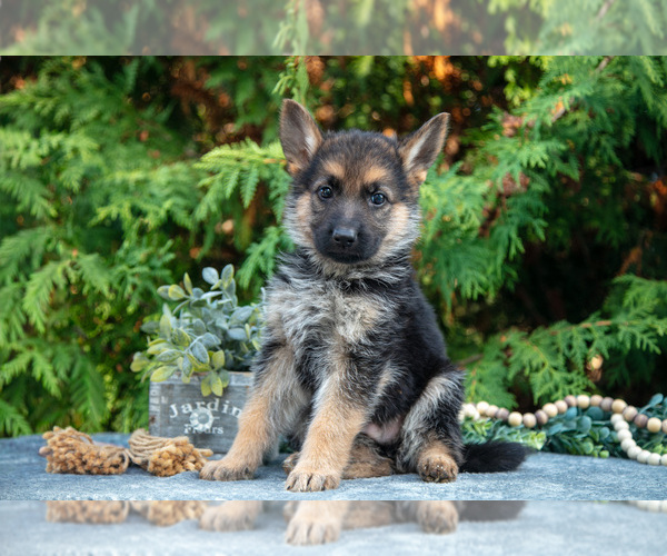 Medium Photo #1 German Shepherd Dog Puppy For Sale in BREMEN, IN, USA