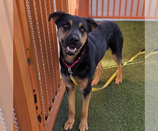 Medium Photo #2 Rottweiler-Unknown Mix Puppy For Sale in Las Vegas, NV, USA