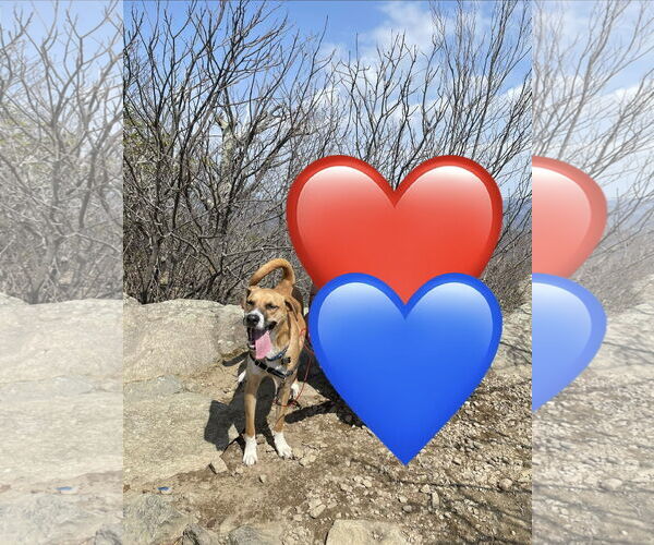 Medium Photo #2 Labrador Retriever-Unknown Mix Puppy For Sale in Chandler, AZ, USA