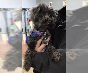 Mutt Dogs for adoption in Riverside, CA, USA