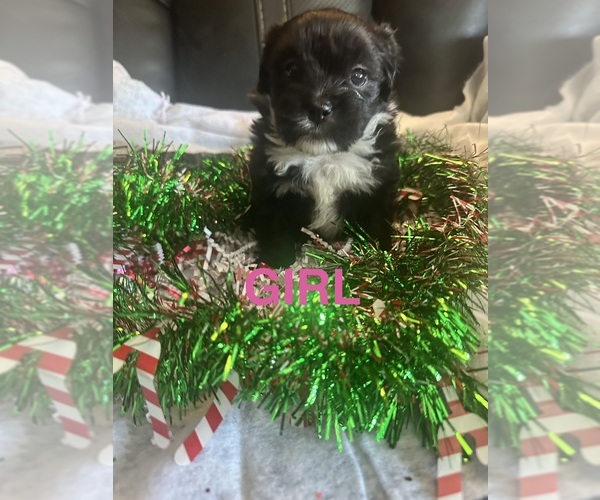 Medium Photo #4 Shiranian Puppy For Sale in PLAINFIELD, IL, USA