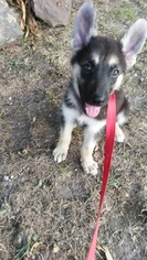 German Shepherd Dog Puppy for sale in QUINLAN, TX, USA