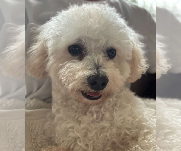 Medium Photo #9 Poodle (Miniature) Puppy For Sale in St. Louis Park, MN, USA