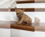 Small #2 French Bulldog