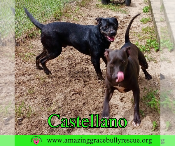 Medium Photo #2 Rottweiler-American Pit Bull Terrier Puppy For Sale in Pensacola, FL, USA