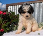 Small Photo #56 Poodle (Toy) Puppy For Sale in GOSHEN, IN, USA