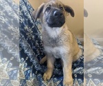 Small Photo #1 German Shepherd Dog Puppy For Sale in AVILLA, IN, USA