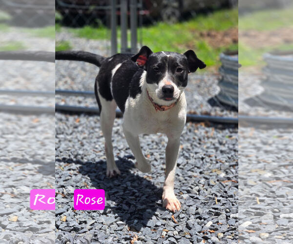 Medium Photo #1 Mutt Puppy For Sale in Albemarle, NC, USA