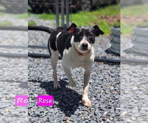 Mutt Dogs for adoption in Albemarle, NC, USA