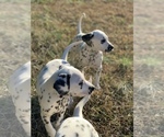 Small Photo #4 Dalmatian Puppy For Sale in LINCOLNTON, GA, USA