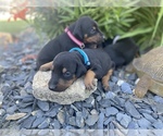 Small Photo #5 Doberman Pinscher Puppy For Sale in JACKSON CENTER, OH, USA