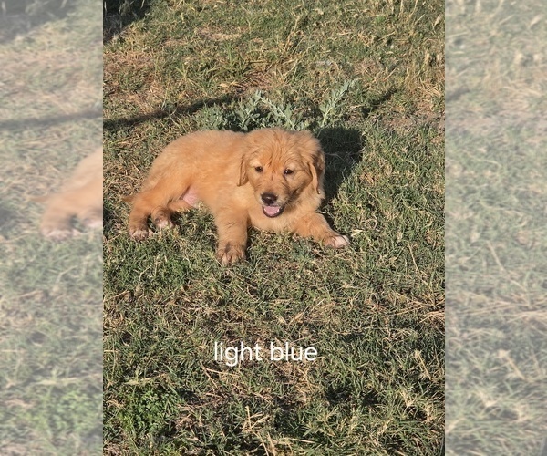 Medium Photo #1 Golden Retriever Puppy For Sale in EXETER, CA, USA