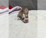 Puppy Copper Girl 1 Siberian Husky