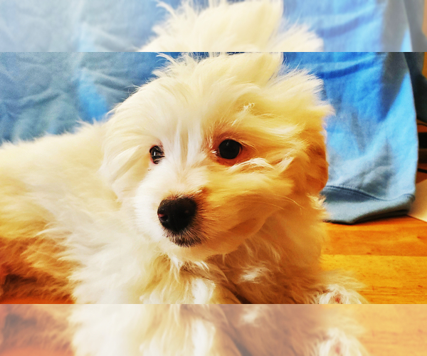 Medium Photo #3 Maltipoo Puppy For Sale in AMITY, AR, USA