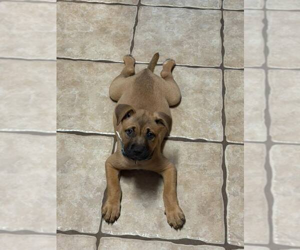 Medium Photo #1 French Mastiff-Unknown Mix Puppy For Sale in FRAMINGHAM, MA, USA