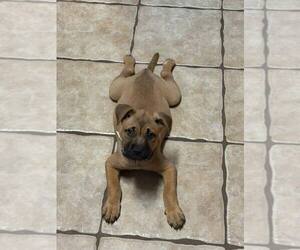 French Mastiff-Unknown Mix Dogs for adoption in FRAMINGHAM, MA, USA