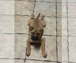Small French Mastiff Mix