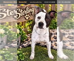 Sterling - Male American Staffordshire Terrier Dog for Adoption - Small photo