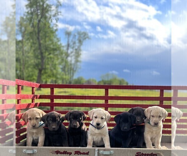 Medium Photo #2 Labrador Retriever Puppy For Sale in COATESVILLE, PA, USA