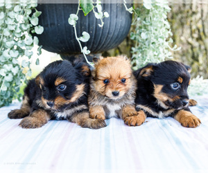 Yoranian Puppy for Sale in WAKARUSA, Indiana USA