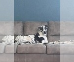 Small Photo #1 Great Dane Puppy For Sale in INDIANAPOLIS, IN, USA