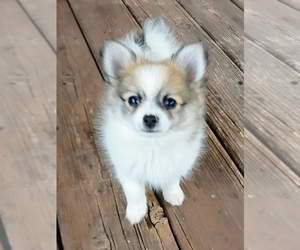 Medium Pomeranian