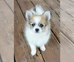 Puppy Kai Pomeranian