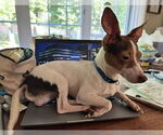 Small #1 Chiweenie