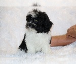 Small #30 ShihPoo