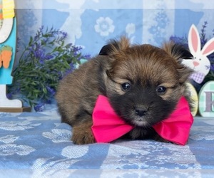 Pomeranian Puppy for sale in LANCASTER, PA, USA