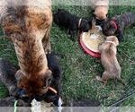 Small Photo #44 Presa Canario Puppy For Sale in LEVITTOWN, PA, USA