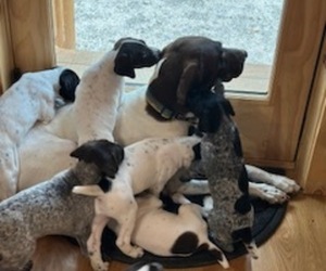 German Shorthaired Pointer Litter for sale in WESTPORT, MA, USA