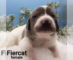 Small Photo #2 Australian Shepherd-Lab-Pointer Mix Puppy For Sale in MILLVILLE, MN, USA