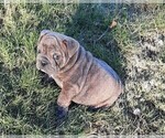 Small Photo #9 Victorian Bulldogge Puppy For Sale in GREEN FOREST, AR, USA