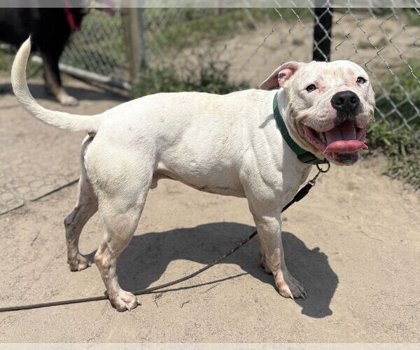 Medium Photo #5 American Pit Bull Terrier-Unknown Mix Puppy For Sale in Virginia Beach, VA, USA