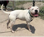 Small #4 American Pit Bull Terrier Mix