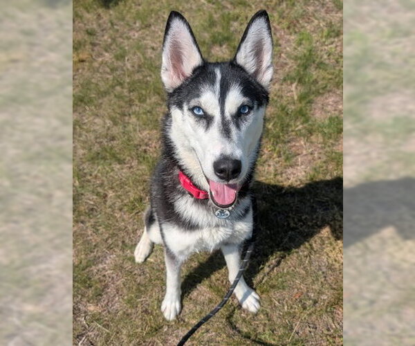Medium Photo #1 Siberian Husky Puppy For Sale in Forestville, MD, USA