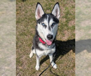 Siberian Husky Dogs for adoption in Forestville, MD, USA