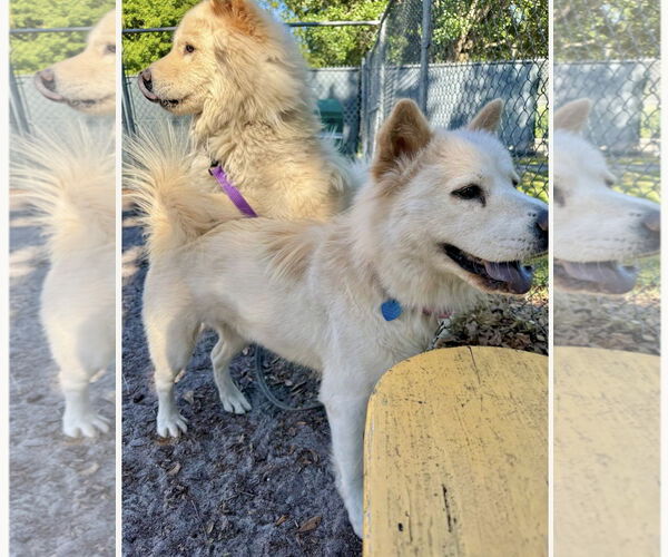 Medium Photo #2 Chow Chow Puppy For Sale in Prescott, Ontario, Canada