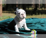 Small Photo #4 Bulldog Puppy For Sale in MONUMENT, CO, USA