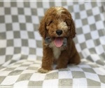 Small #2 Goldendoodle (Miniature)