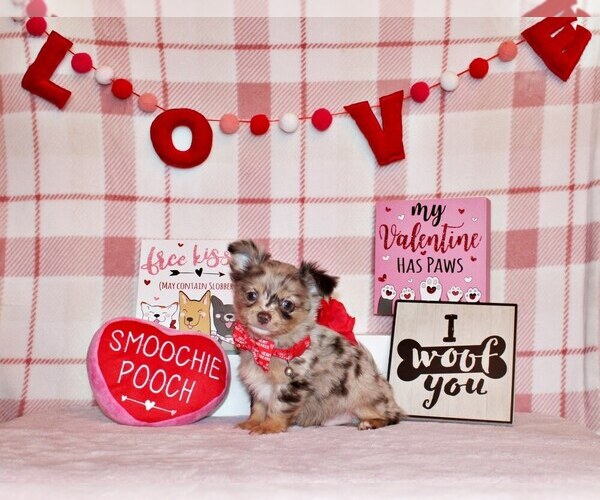 Medium Photo #1 Chihuahua Puppy For Sale in CHARLESTON, AR, USA