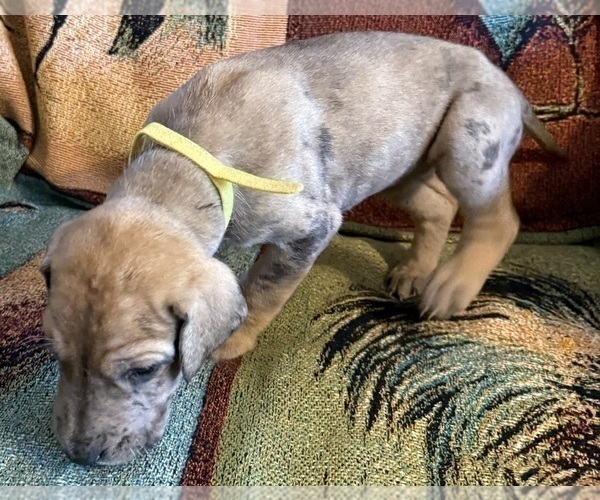 Medium Photo #5 Great Dane Puppy For Sale in GALLOWAY, OH, USA