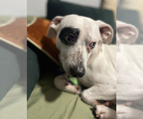 Medium Photo #4 Miniature English Bulldach Puppy For Sale in Minneapolis, MN, USA